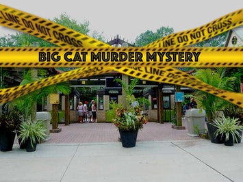 big cat murder mystery